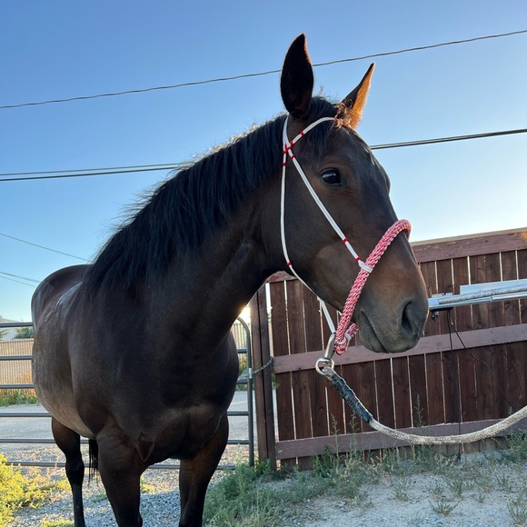 Horse Bosal, Red & White - Picture 4 of 4